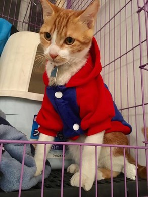 【图】灵隐寺周边地中海风情独栋小别墅_西湖